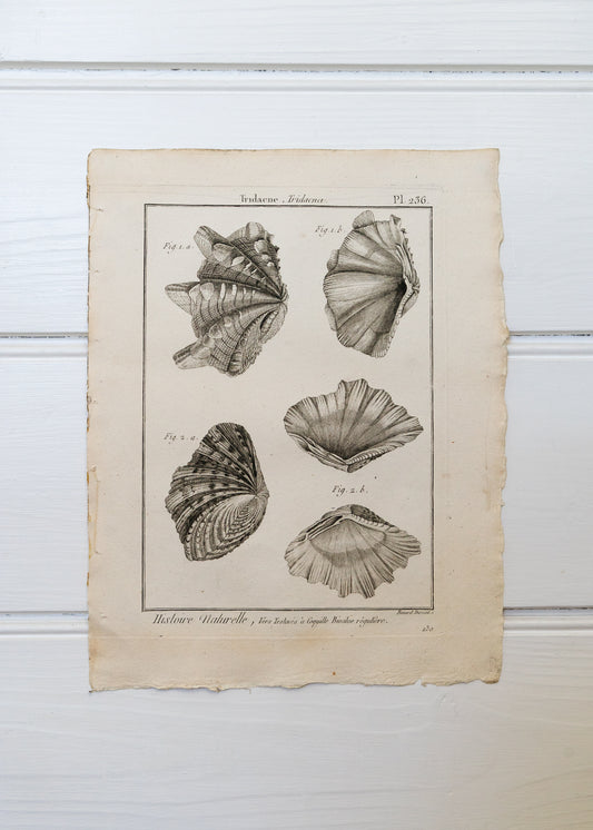 Antique Shell Lithograph, Tridacne
