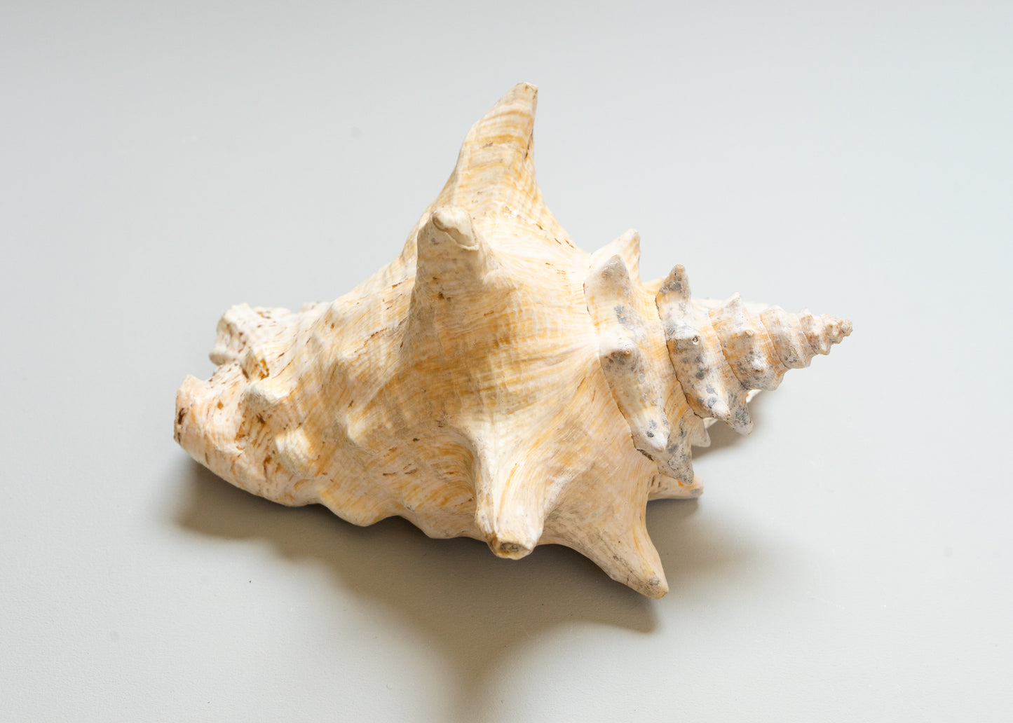 Giant Antique Conch Shell