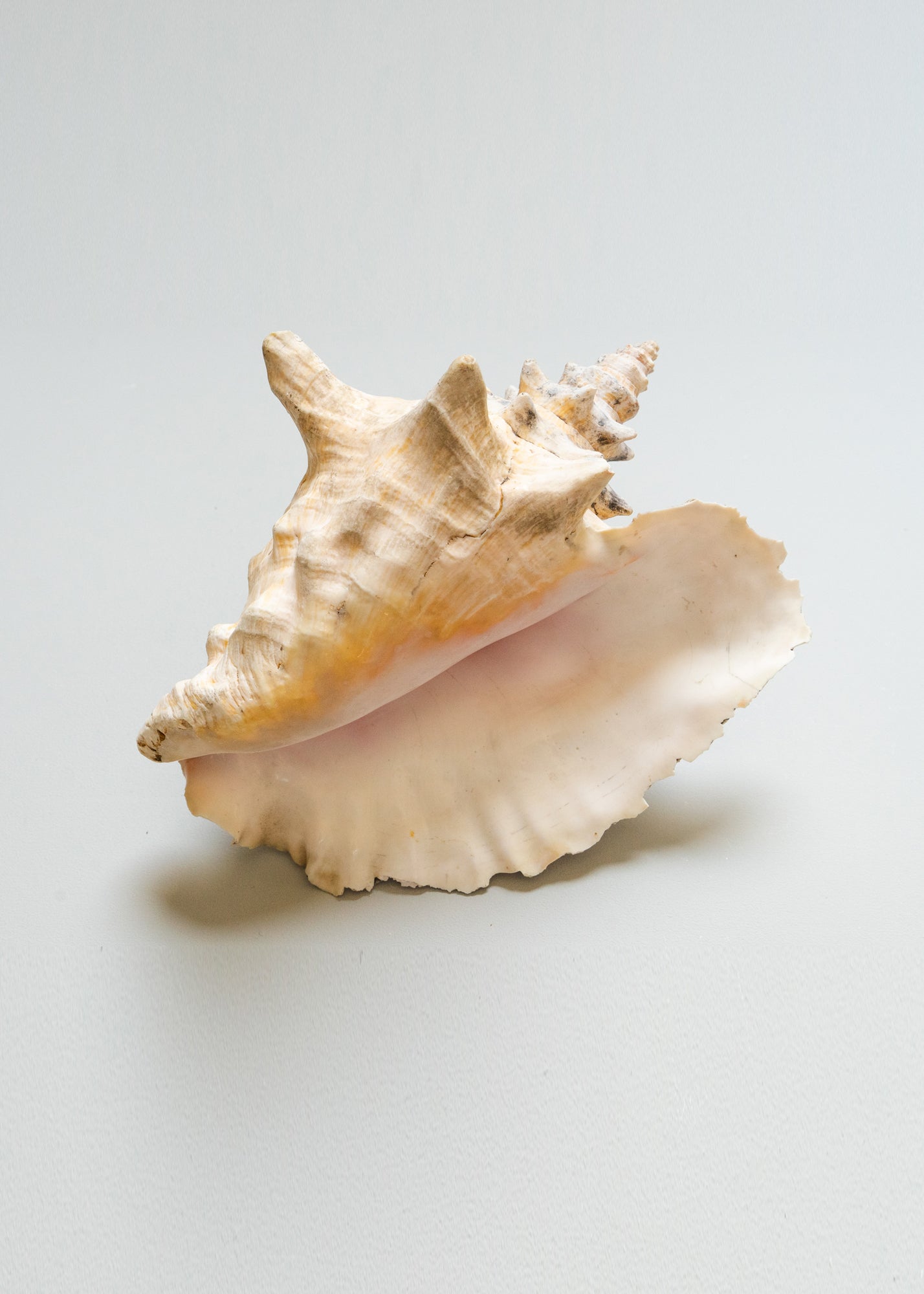 Giant Antique Conch Shell