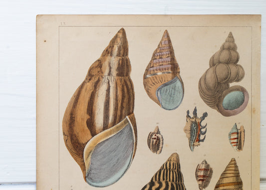 Coloured Shell Engraving, LX