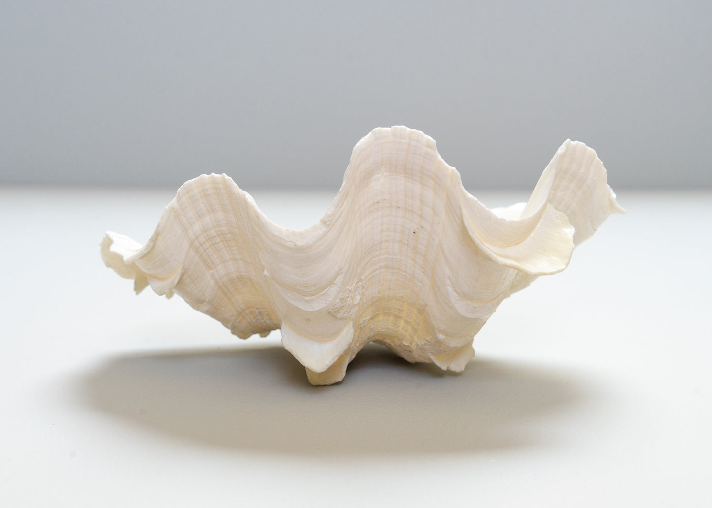 Fluted Clam Shell