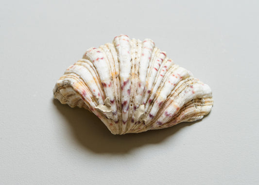 Small Antique Clam Shell