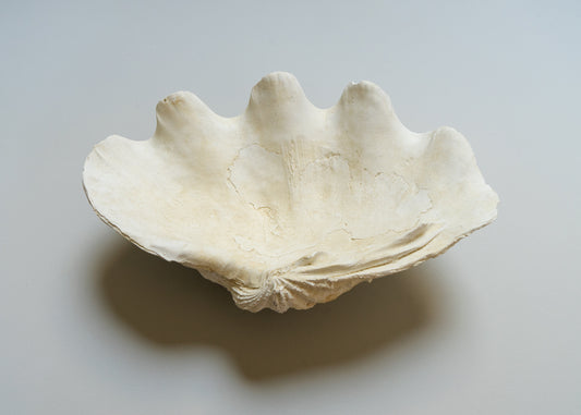 Clam Shell Dish, Small